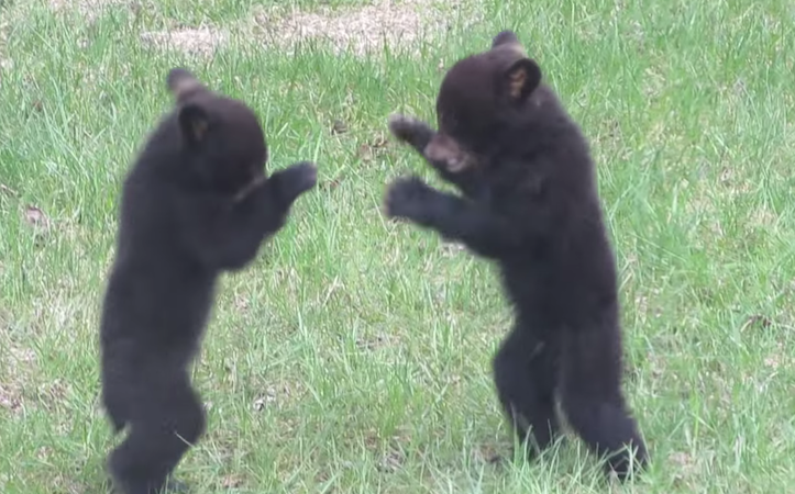 Bear cubs fighting