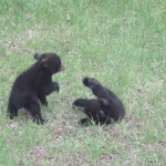 bear-cubs-fighting-2.png