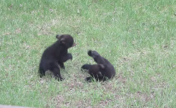 Bear cubs fighting