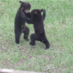 bear-cubs-fighting-3.png