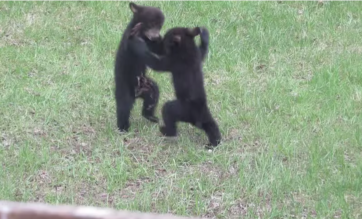 Bear cubs fighting