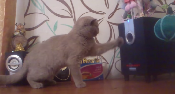 Cat looking for bass