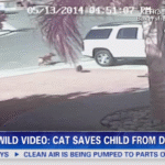 cat-saves-boy-from-dog.png