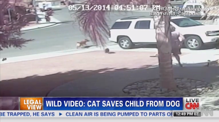 Cat saves boy from dog