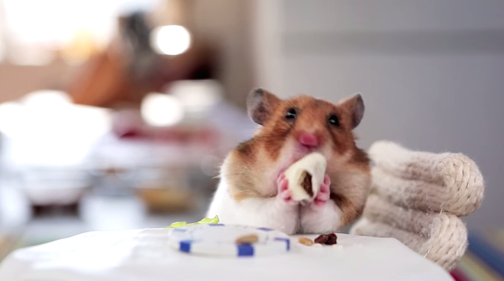 ブリトーを食べるハムスター