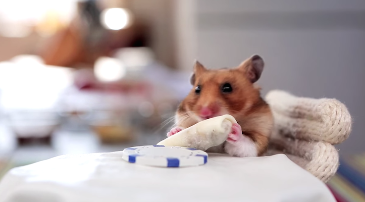 ブリトーを食べるハムスター