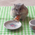hamster-eating-pizza.png