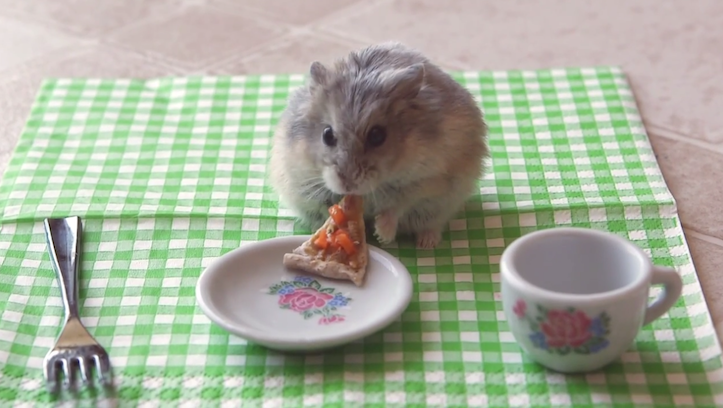 Hamster eating pizza