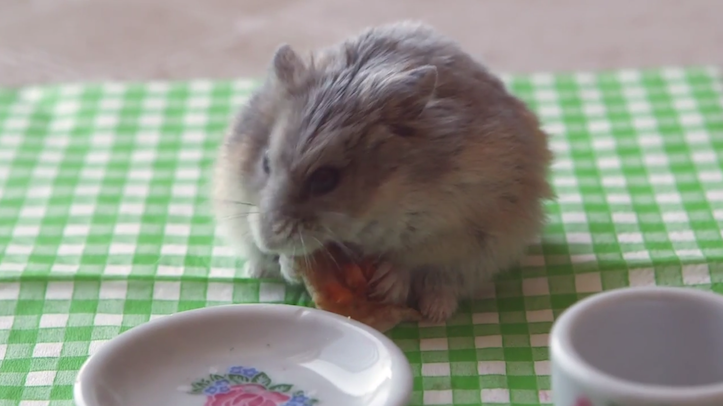Hamster eating pizza