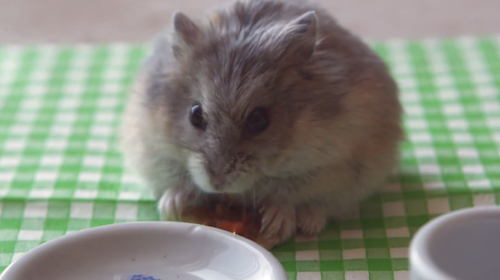 Hamster eating pizza