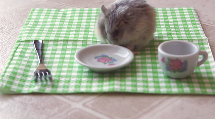 Hamster eating pizza