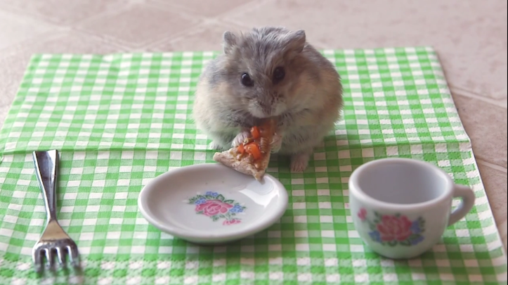 Hamster eating pizza