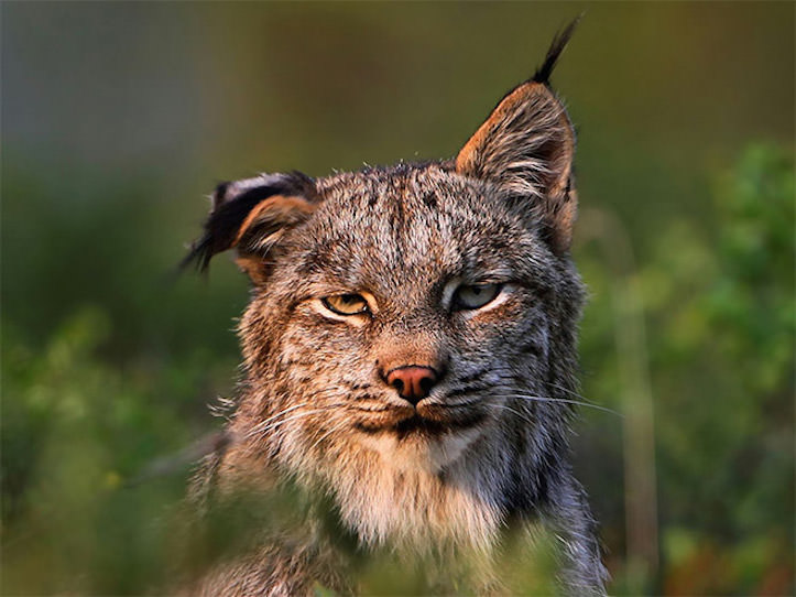 どう見ても二日酔いにしか見えない動物17選