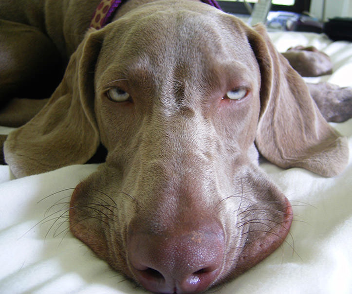 どう見ても二日酔いにしか見えない動物17選