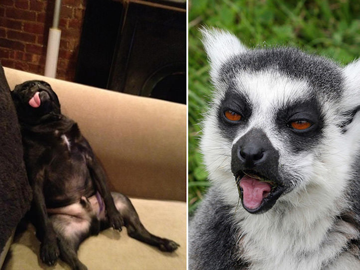 どう見ても二日酔いにしか見えない動物17選