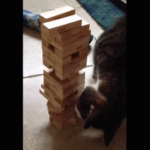 jenga-cat-1.png