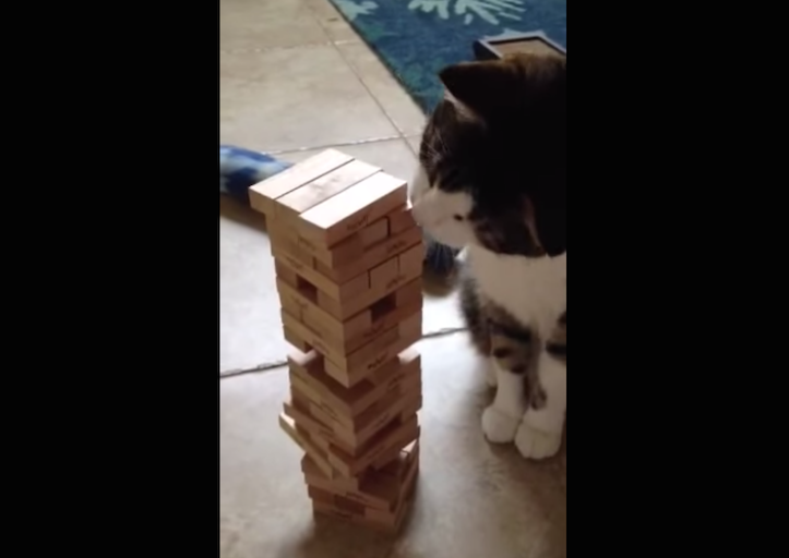 Jenga Cat