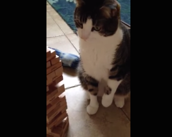 Jenga Cat