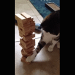 jenga-cat-4.png