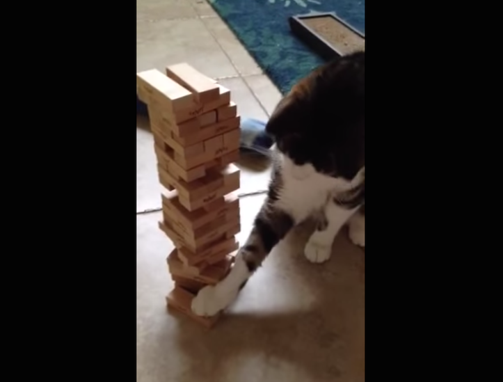 Jenga Cat