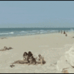 people-who-should-stay-away-from-the-beach-9.gif