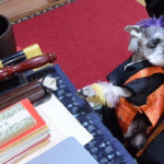 praying-dog-and-priest-1.png