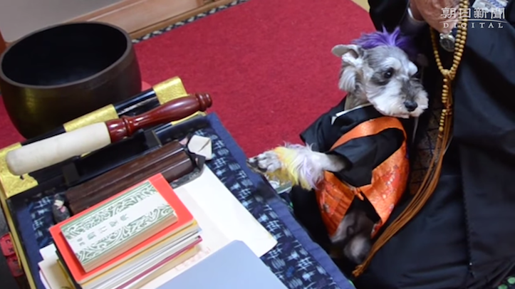 読経に合わせて合掌する犬が可愛らしいと話題に！