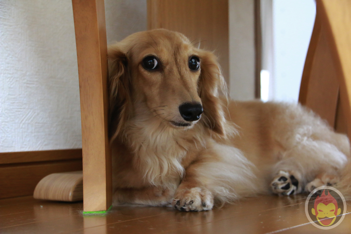 はなまめちゃん