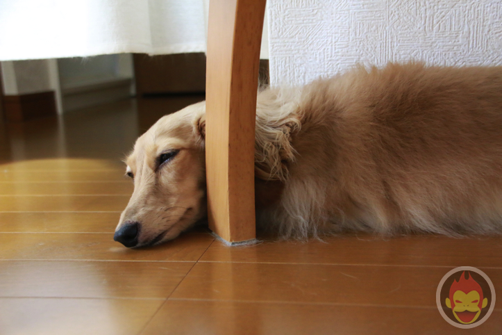 はなまめちゃん