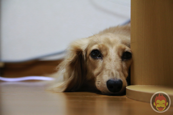 はなまめちゃん