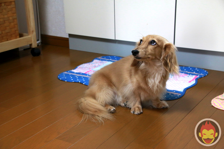 はなまめちゃん