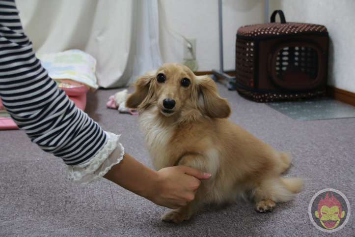 はなまめちゃん