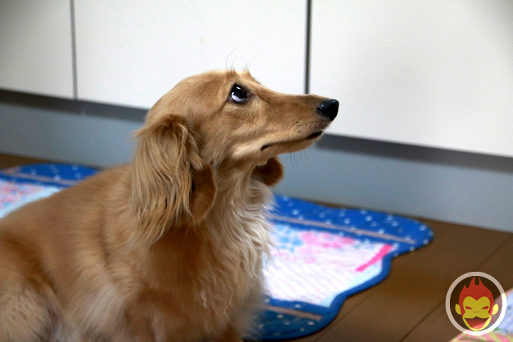 はなまめちゃん