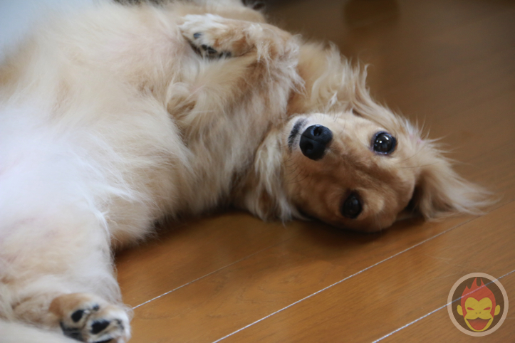 はなまめちゃん