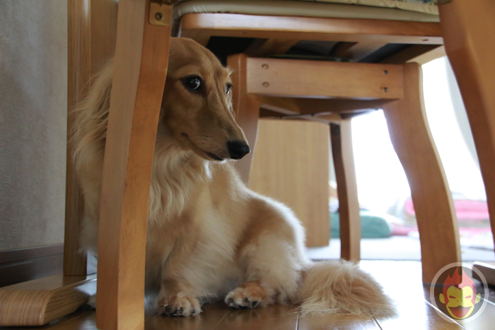 はなまめちゃん