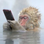 japanese-monkey-usiung-iphone.jpg