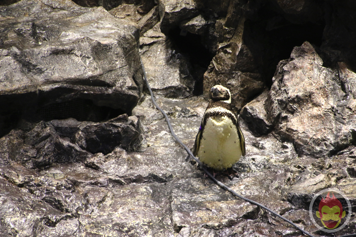 すみだ水族館のペンギン