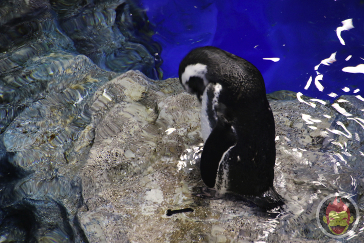 すみだ水族館のペンギン
