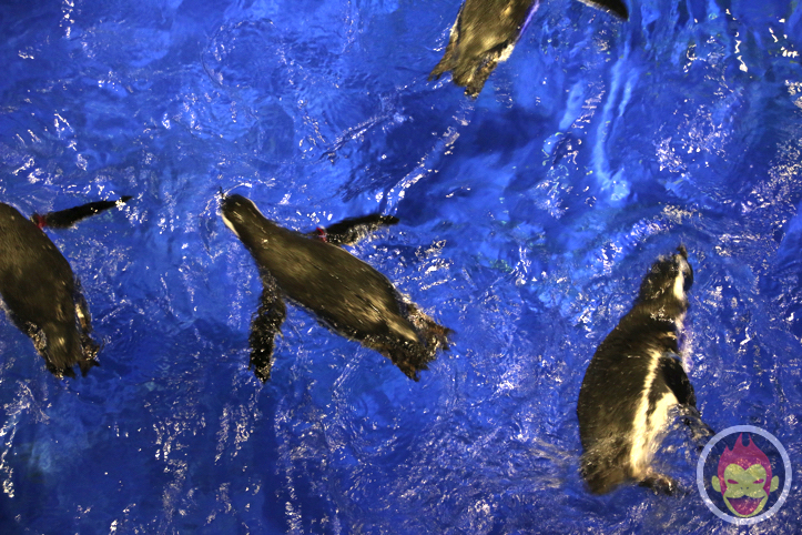 すみだ水族館のペンギン