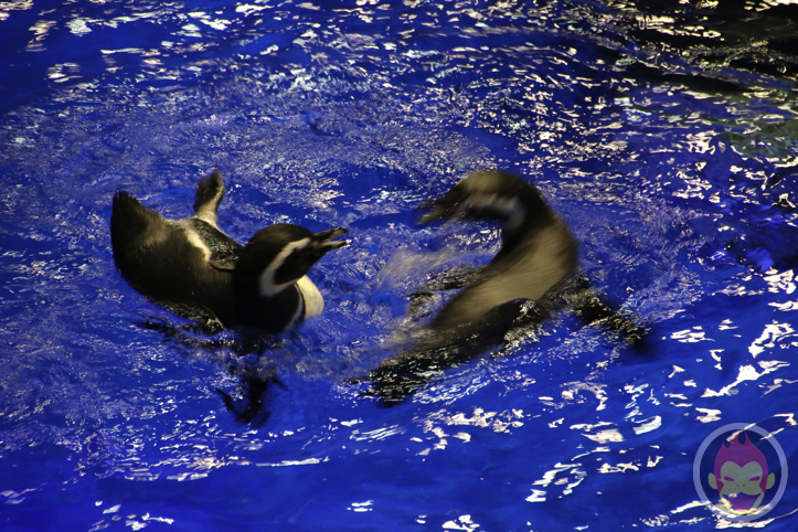 すみだ水族館のペンギン