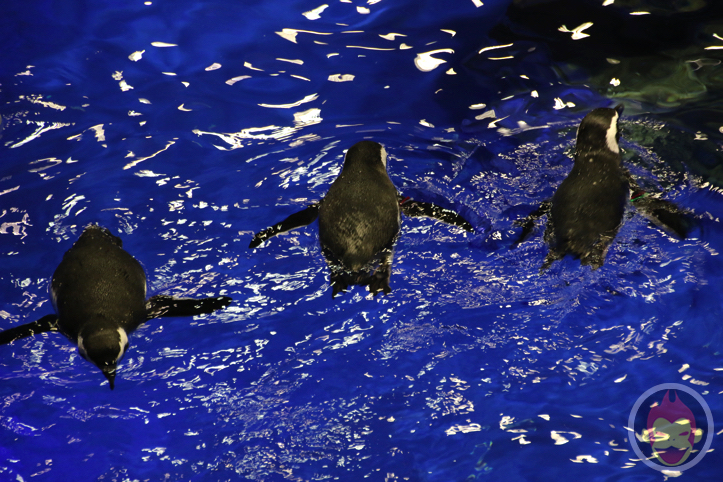 すみだ水族館のペンギン