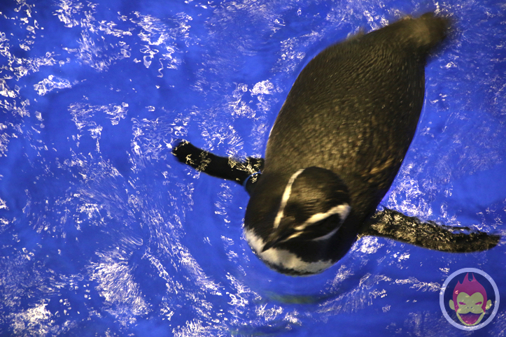 すみだ水族館のペンギン