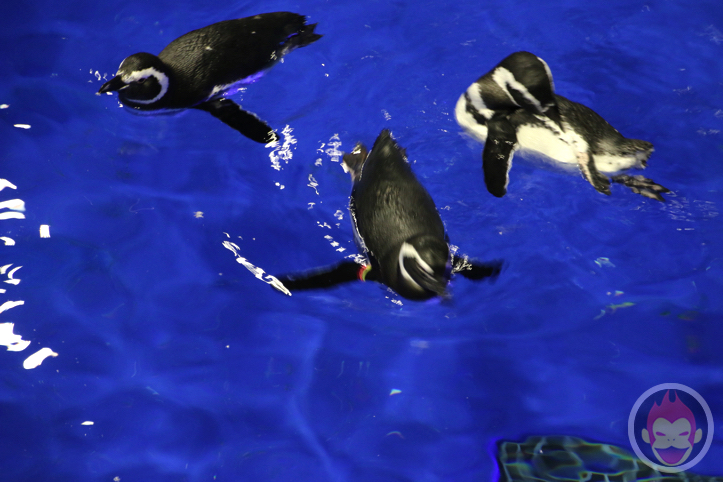 すみだ水族館のペンギン