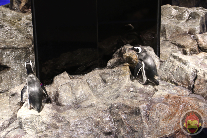 すみだ水族館のペンギン
