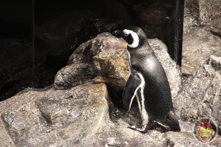 すみだ水族館のペンギン
