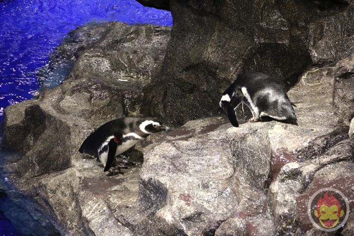 すみだ水族館のペンギン