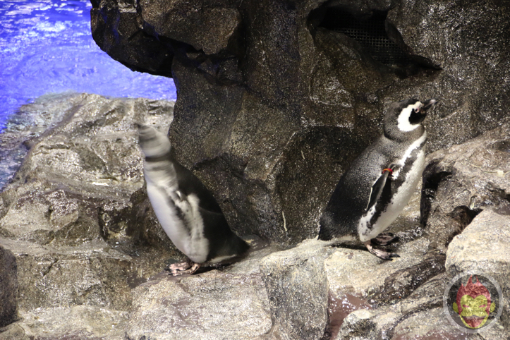 すみだ水族館のペンギン