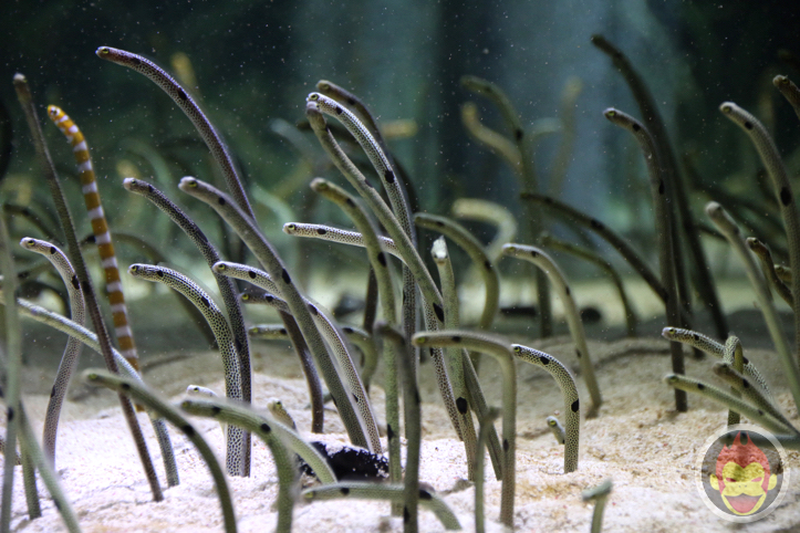 すみだ水族館のチンアナゴ
