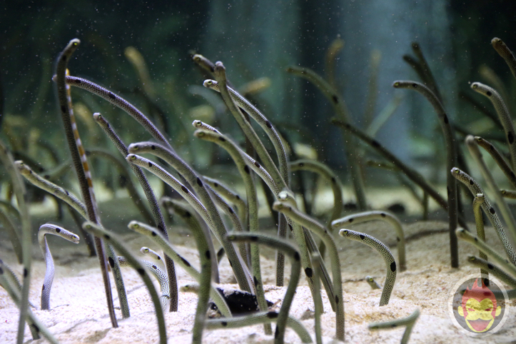 すみだ水族館のチンアナゴ