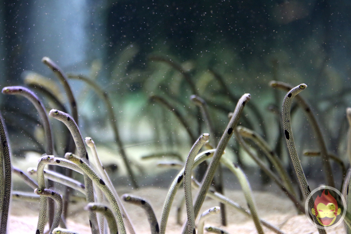 すみだ水族館のチンアナゴ